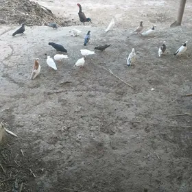 Kepderi