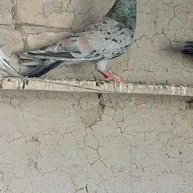 kepderi