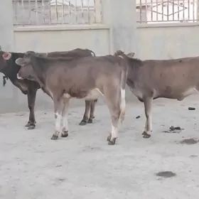 Tohum arassa mallar