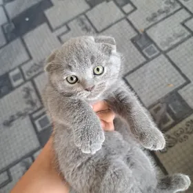 pisikler