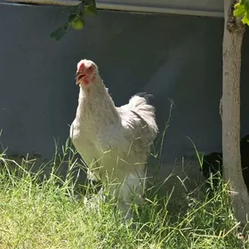 brama