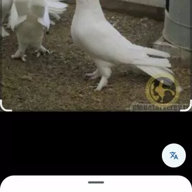 Kepderi  Ýitdi