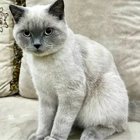 satlyk pişik
