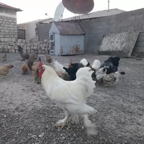 Horaz towuklar