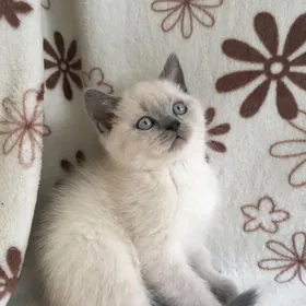 Мальчик
