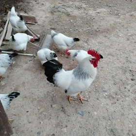 Adler towuk yumurtga