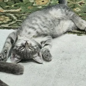 котёнок