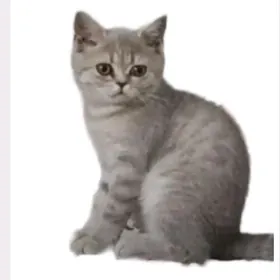 Шотландский чистокровный котят