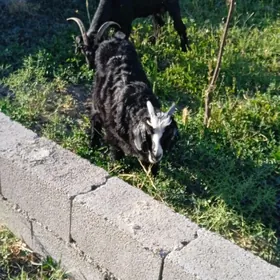 owlak cebiş