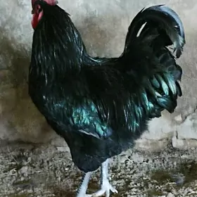 jerski jŭje
