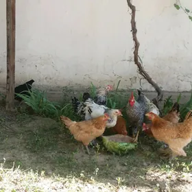 Dominant Ataks Brama we ş.m.