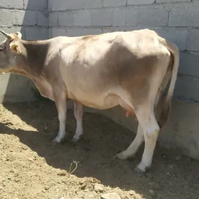 sygyr