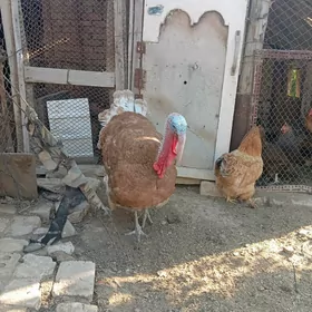 owgan paroda induk