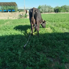 agyr bogaz