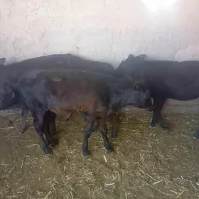 Goleler