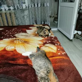 кошка 2.5