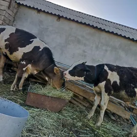 Okuz  Tuwe  ikisi  bileOkuz