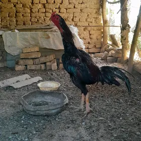 horaz