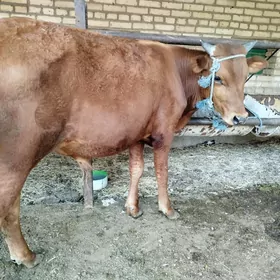 okuzler