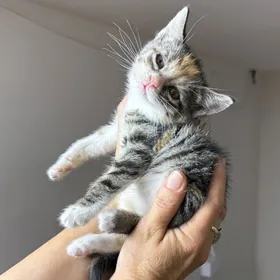 котенок/трехцветка