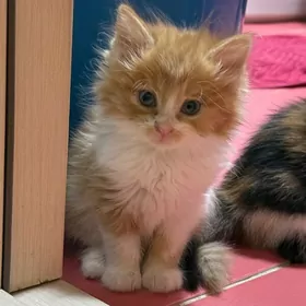 котенок