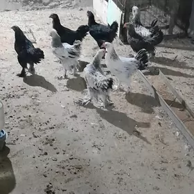HORAZLAR