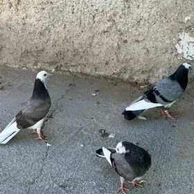 kepderi