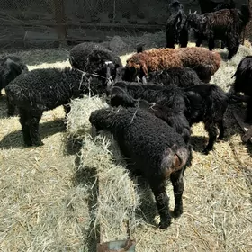 Guzylar we owlaklar