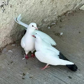 kepderi