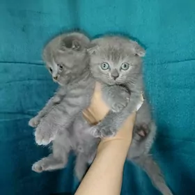 шотландский кошка