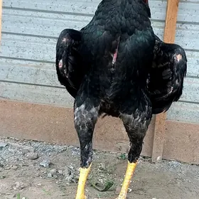 САМАРКАНТ ЖУЖЕ