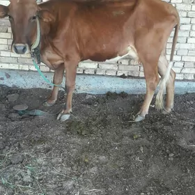 Sygyr 2 guzlan