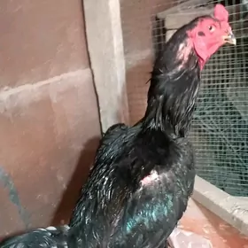 Самаркант жуже