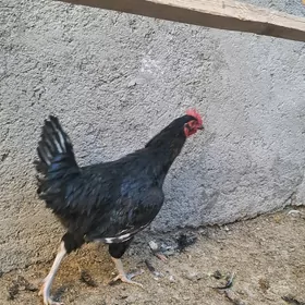 Jersgi gigant