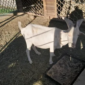 Geçiler