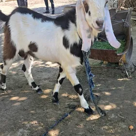 Pakistan teke