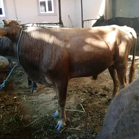 baklyk soyluk öküzler