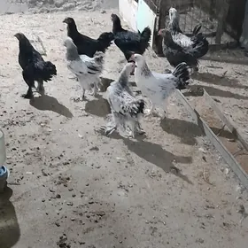 HORAZLAR