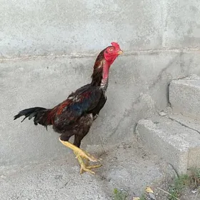 Taşkent horaz