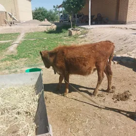 Ökuzce