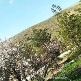 Gysagly Taze zaman goša kateź