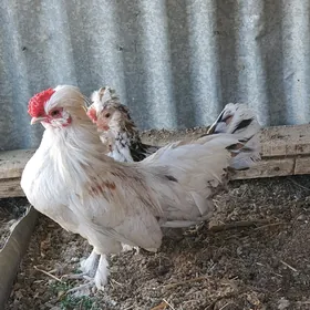 Karlik.
