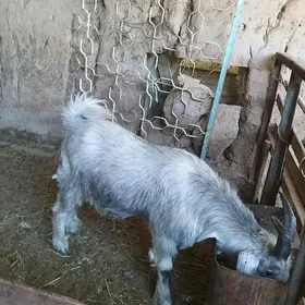 geçi teke