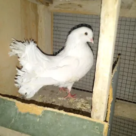 kepder