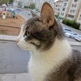 pişik