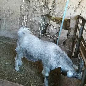 geçi teke
