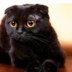 виславухи кот
