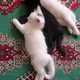 отдам котенка БЕСПЛАТНО