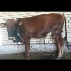 Ökūz