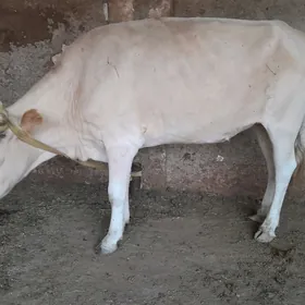 guzlamadyk gacar